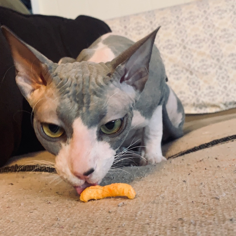 Meet your Posher, Lauren